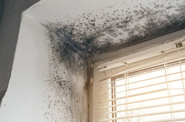 Trusted Black Mold Removal service in Williamstown, KY - Cheap Mold Removal